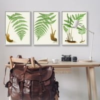 Ступел индустрии растителност латински проучване ботанически папрат растения природа графично изкуство сива рамка изкуство печат стена изкуство, набор от 3, Дизайн от Пати Риболт