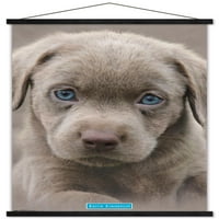 Кийт Кимбърлин - кученце - Стенски плакат със сини очи с дървена магнитна рамка, 22.375 34